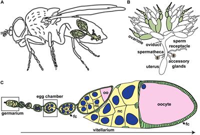 Coordinating Proliferation, Polarity, and Cell Fate in the Drosophila Female Germline